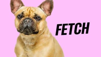 fetch pet insurance