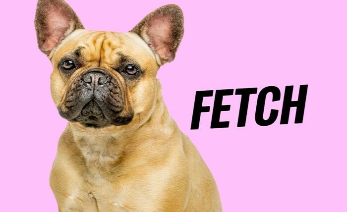 fetch pet insurance